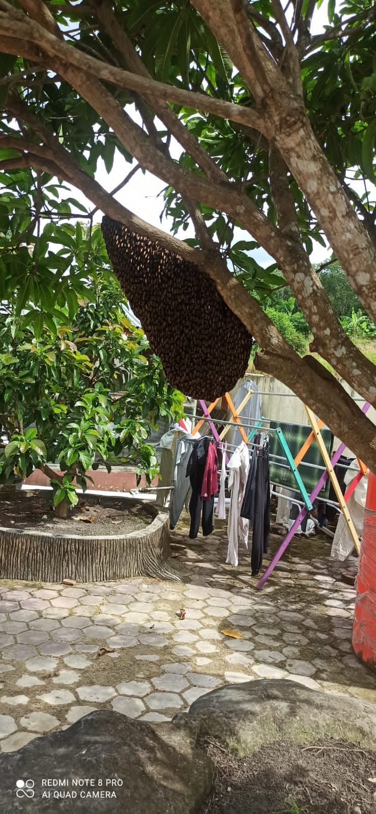 Melaporkan Penanganan  Evakuasi Lebah, Jl. Soekarno Hatta, Gg. Durian, Kel, Bagan Besar, Kec. Bukit Kapur.